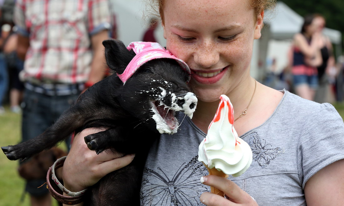cute pig eating ice cream