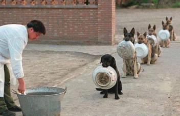 Dogs-in-line-for-food.jpg.352.jpg