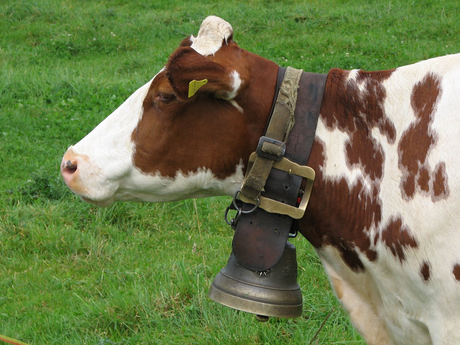 steiff cow with bell