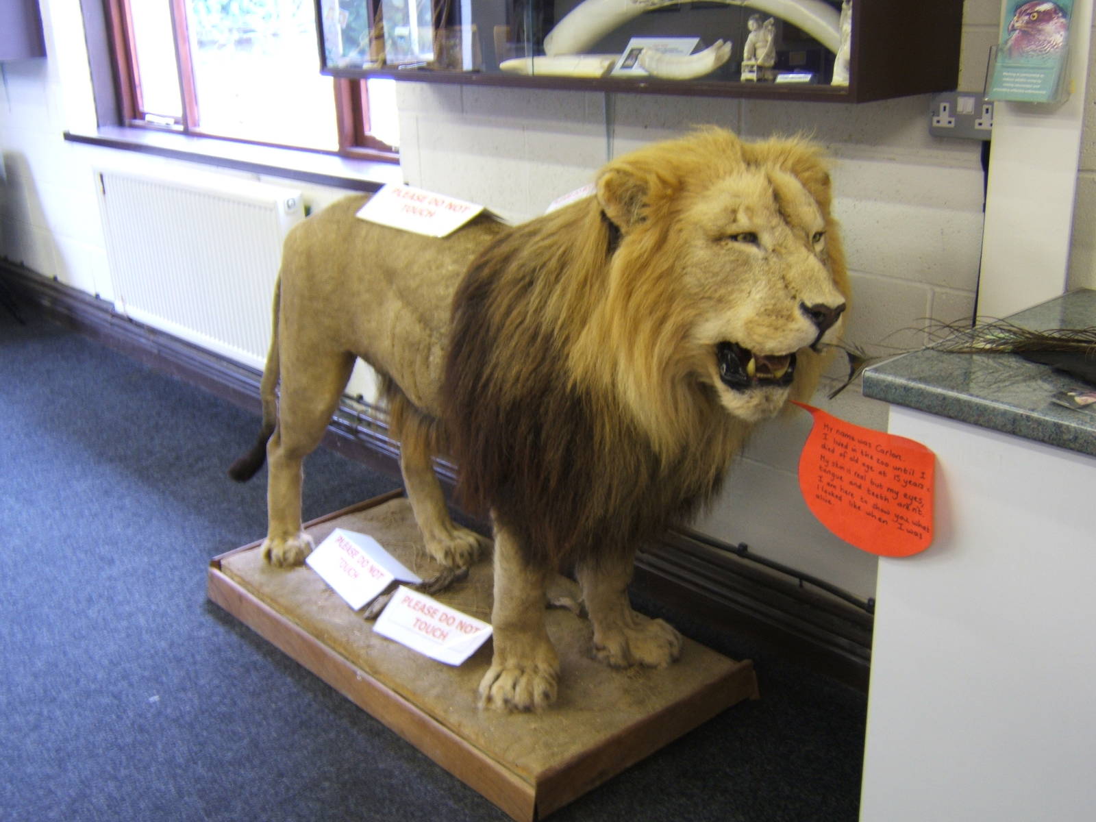 stuffed lion real