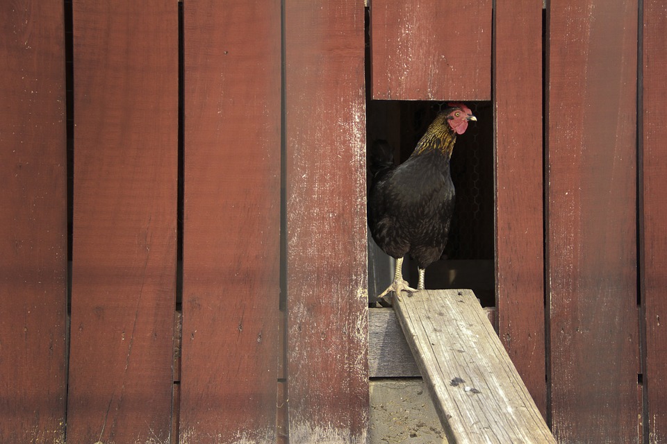 Chicken coop doors Jokes of the day (52663)