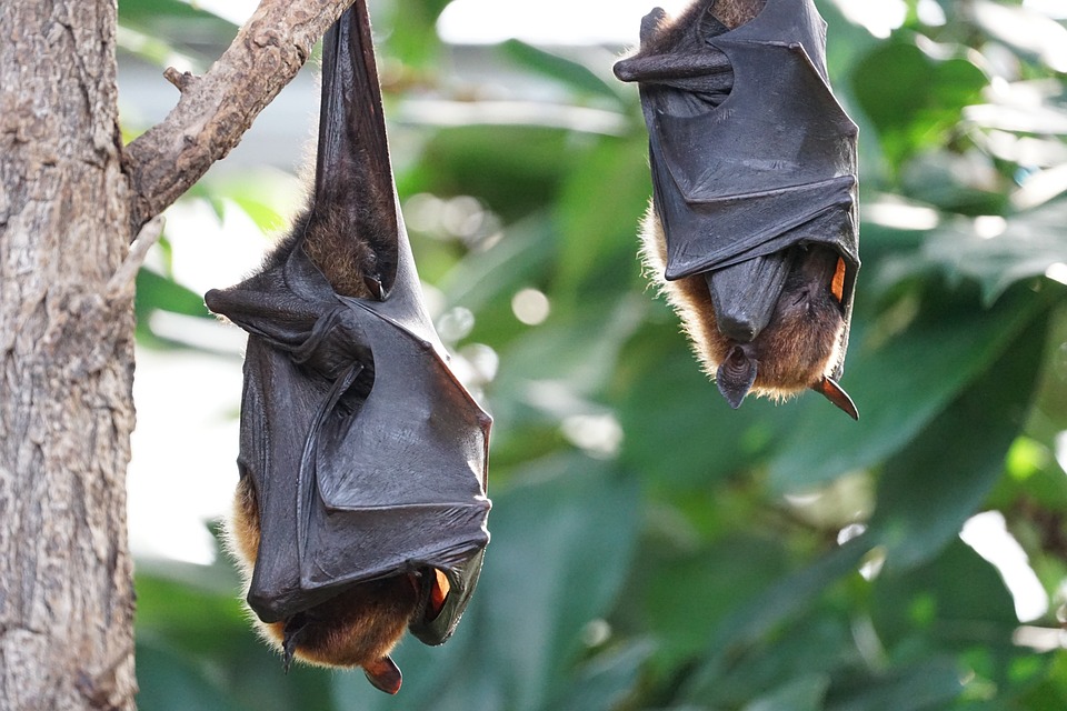 International Bat Appreciation Day Joke Jokes of the day (63177)